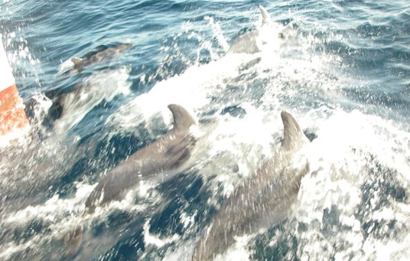 Sportboot Führerschein Köln