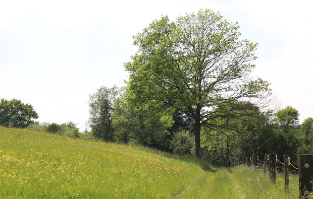 Kräuterwanderung Pliezhausen - 6
