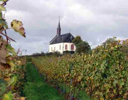 Wildkräuterwanderung durch die Weinberge Worms - 4