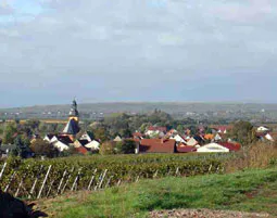 Wildkräuterwanderung durch die Weinberge Worms - 5