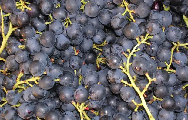 Weinseminar Perg - 5