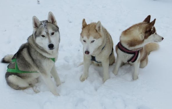 Huskytrekking Thanstein für 2