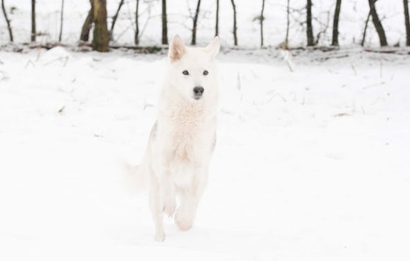 Husky Erlebnistag Werder