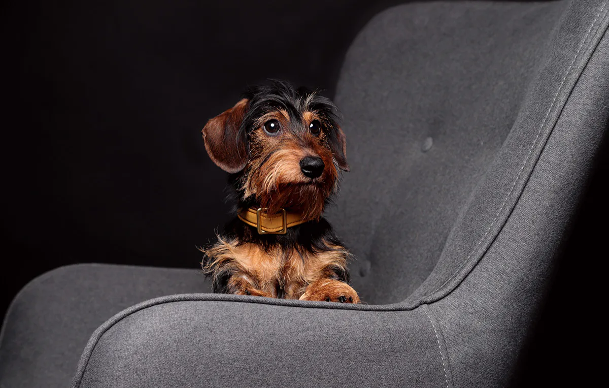 Tier Fotoshooting Mühlheim an der Ruhr - 3