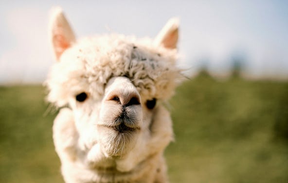 Alpaka Wanderung Kainbach für 2