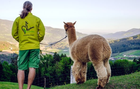 Alpaka Wanderung St. Paul im Lavanttal für 2