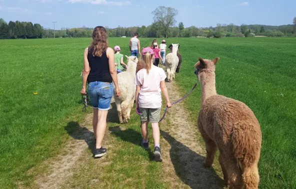 Alpaka Wanderung Jettingen-Scheppach für 2