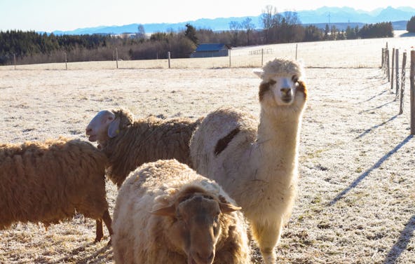 Alpaka Wanderung Untrasried für 2