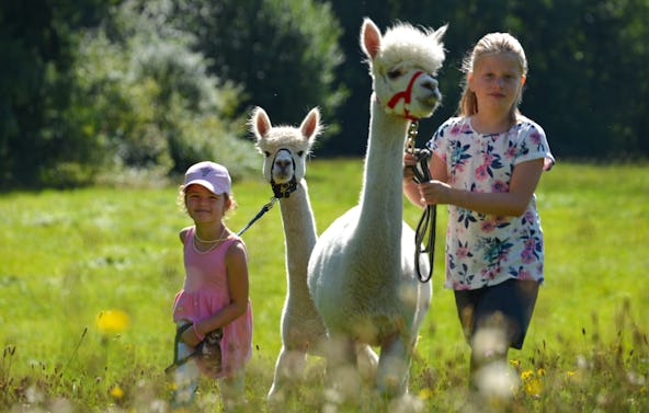 Alpaka Wanderung Iggensbach