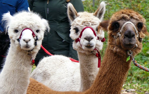 Alpaka Wanderung Kleines Wiesental für 2
