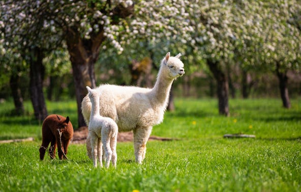 Alpaka Spaziergang Dasing für 2