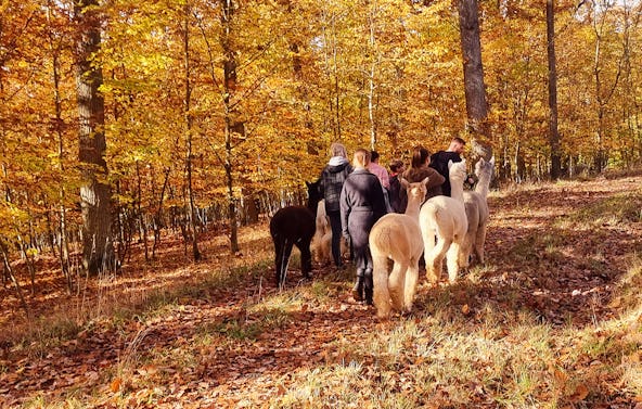 Alpaka Wanderung mit Glühwein Dipbach für 2
