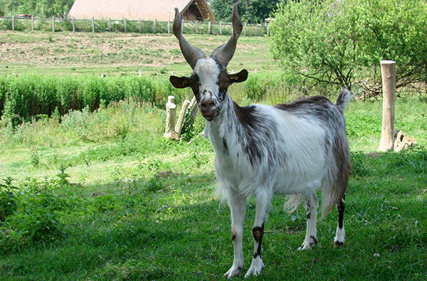 Camping im Tierpark Arche Warder für 2 (2 Nächte) - 7