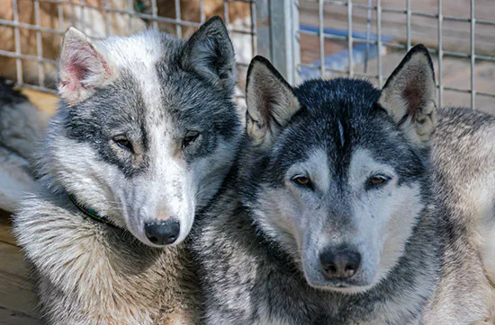Husky Sommercamp mit Outdoor-Übernachtung Raum Ulm für 2 - 7