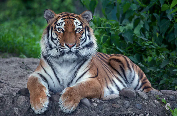 Löwen und Tiger füttern in Lüdinghausen (3,5 Stunden) - 1