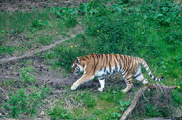 Löwen und Tiger füttern in Lüdinghausen (3,5 Stunden) - 2