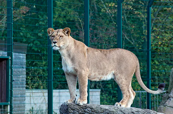 Löwen und Tiger füttern in Lüdinghausen (3,5 Stunden) - 3