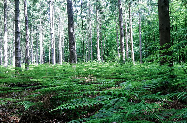 Waldbaden in Sonsbeck für Frauen (3,5 Std.) - 1