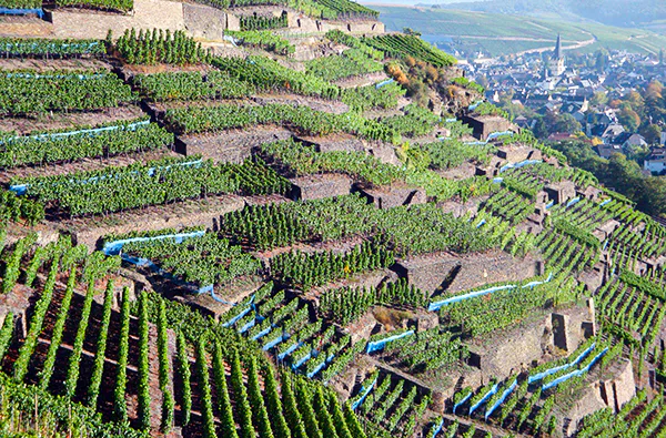 Weinbergwanderung in Bad Neuenahr-Ahrweiler - 4