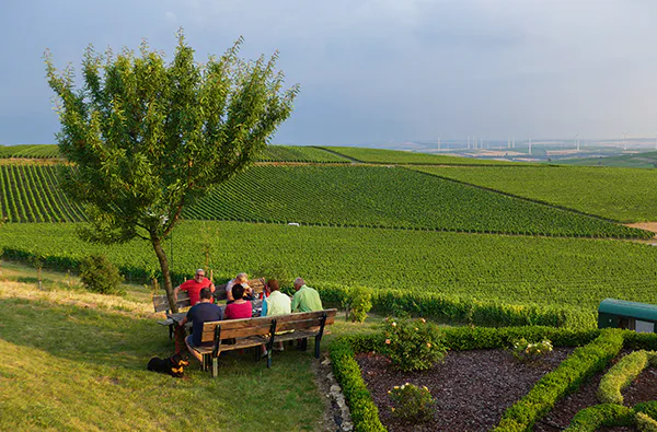 Weinwanderung Ingelheim am Rhein für 2 (2,5 Std.) - 3