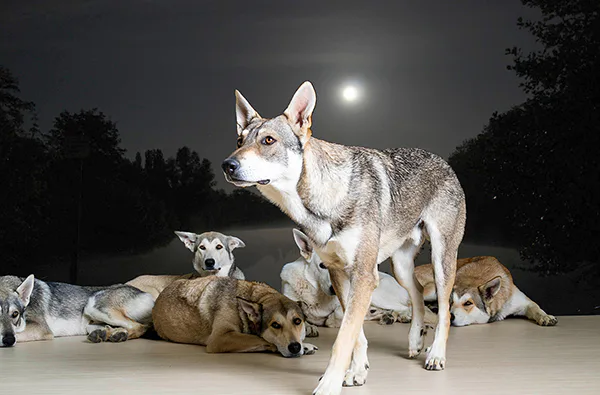 Wolfhunde Mondscheinwanderung in Büren - 1