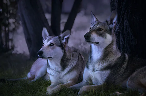 Wolfhunde Mondscheinwanderung in Büren - 2