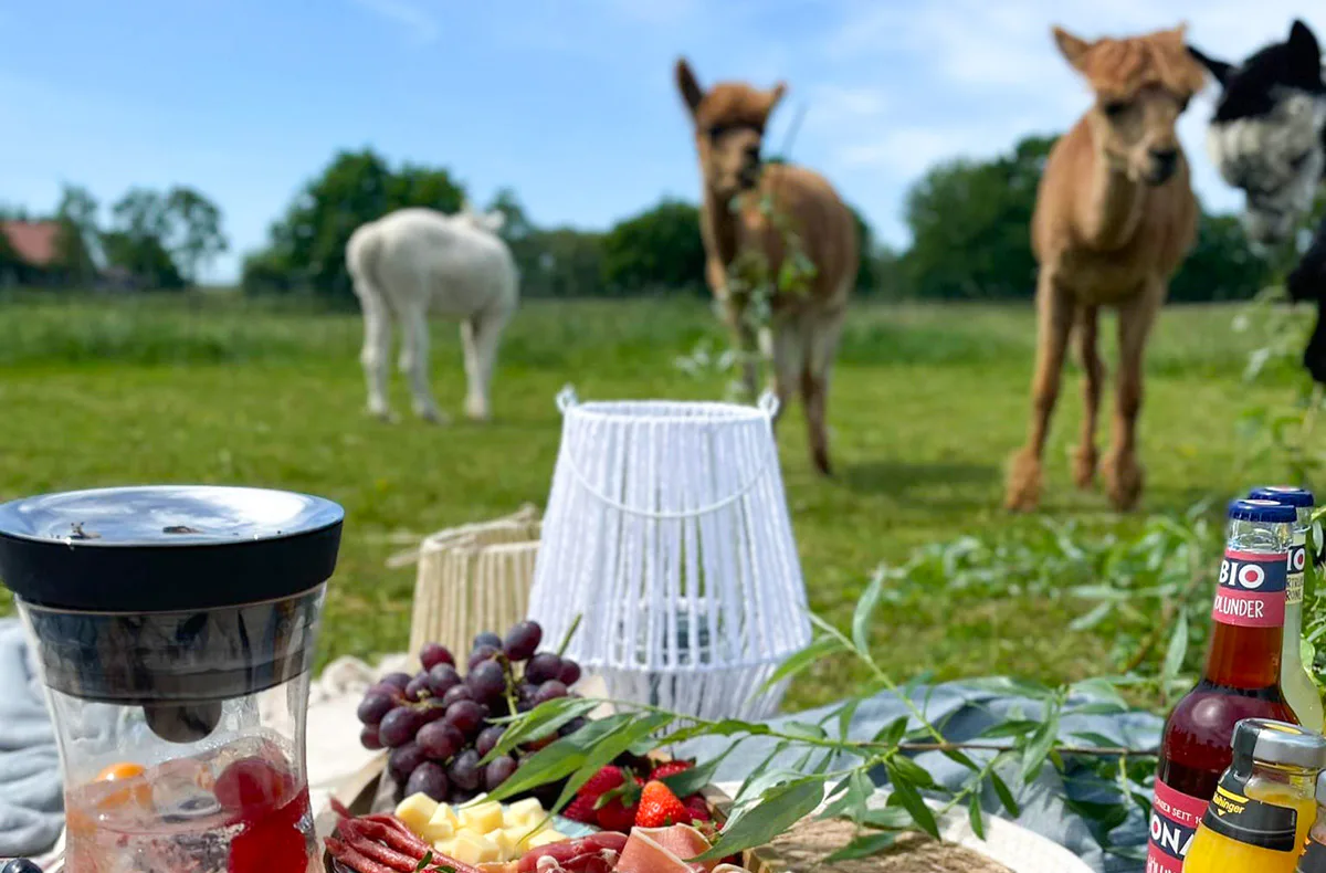 Alpaka Picknick für 2 Petershagen - 1
