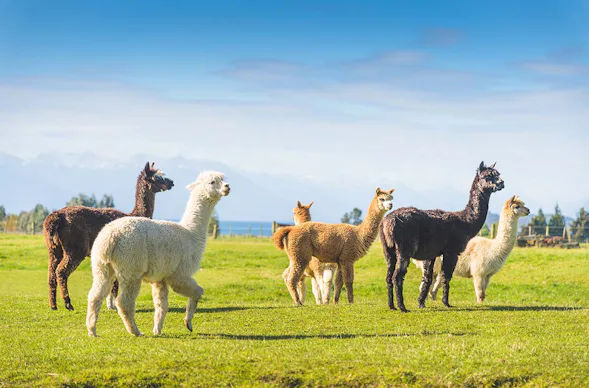Alpaka Hofführung Taufkirchen für 2