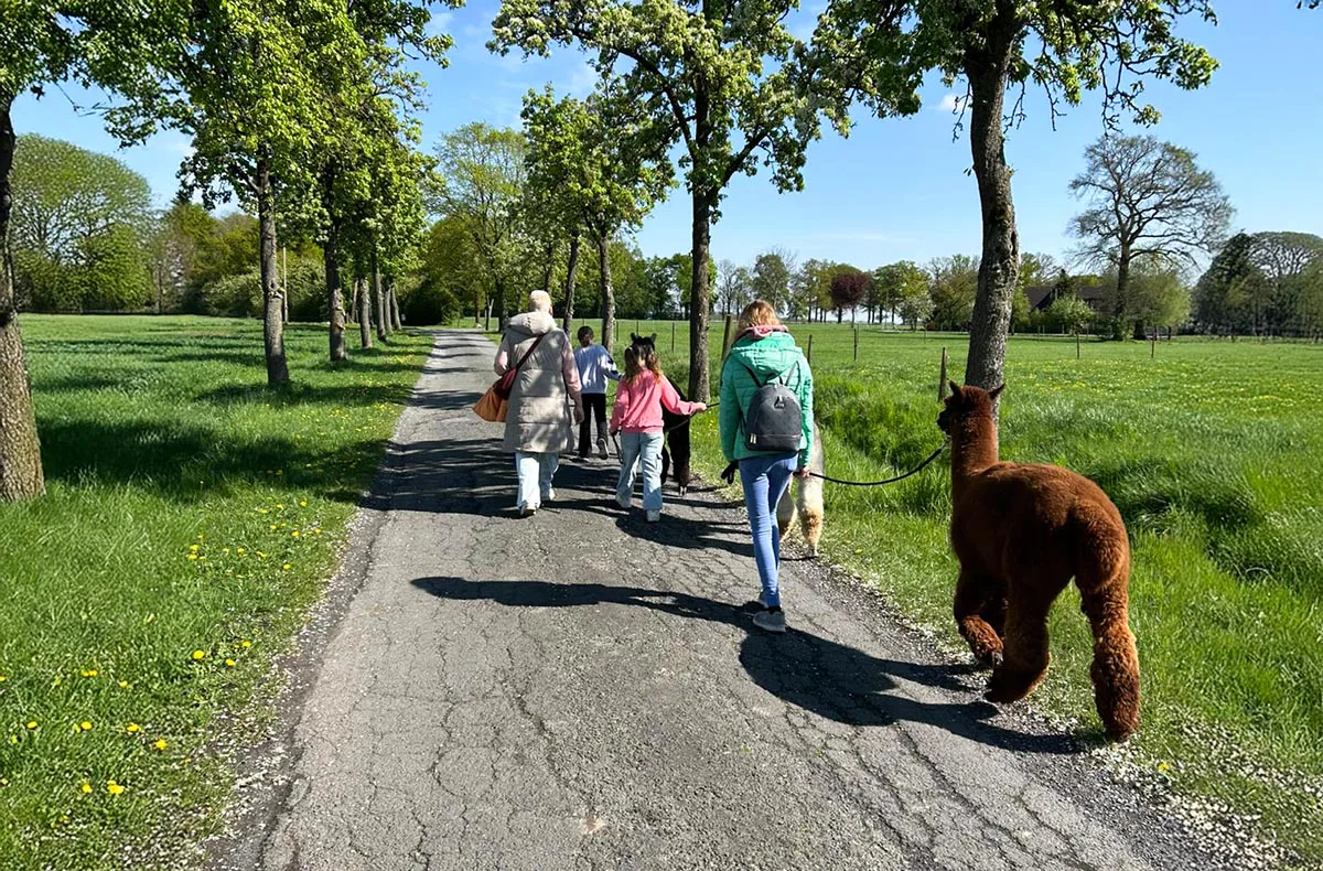 Feierabend-Walk mit Alpakas für 2 - 1