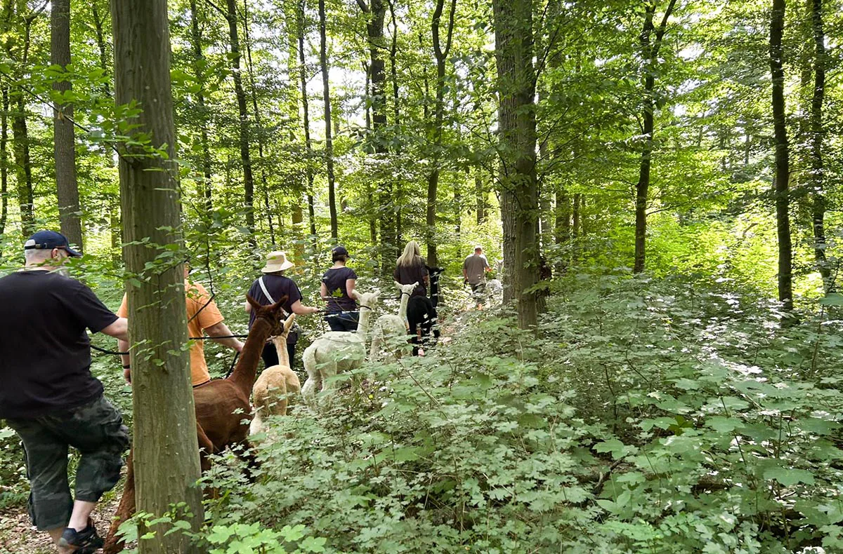 Feierabend-Walk mit Alpakas für 2 - 2