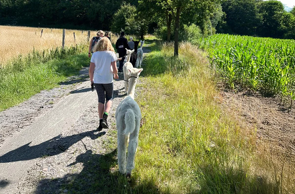 Feierabend-Walk mit Alpakas für 2 - 3
