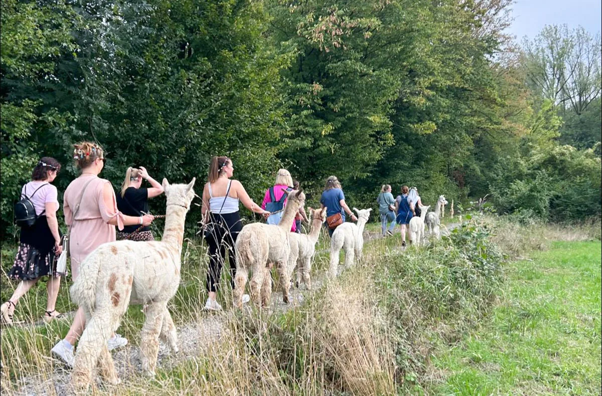 Feierabend-Walk mit Alpakas für 2 - 4