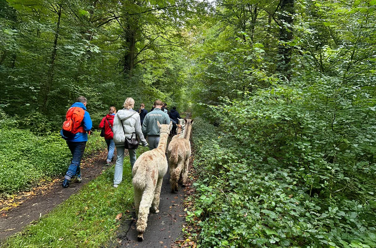 Feierabend-Walk mit Alpakas für 2 - 5