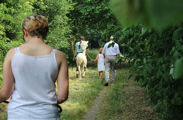 Alpaka Wanderung Hamberge