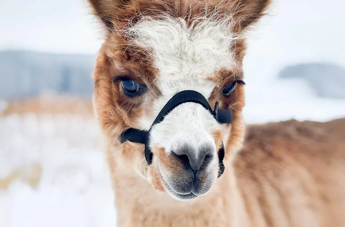 Alpakaspaziergang & kreatives Basteln im Naturpark Augsburg - 1