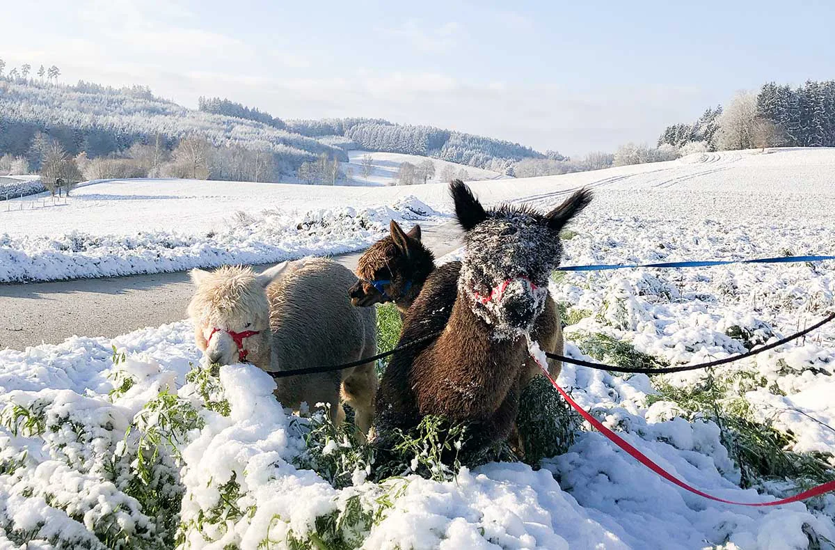 Exklusiver Alpakaspaziergang im Winter durch den Naturpark Augsburg - 2