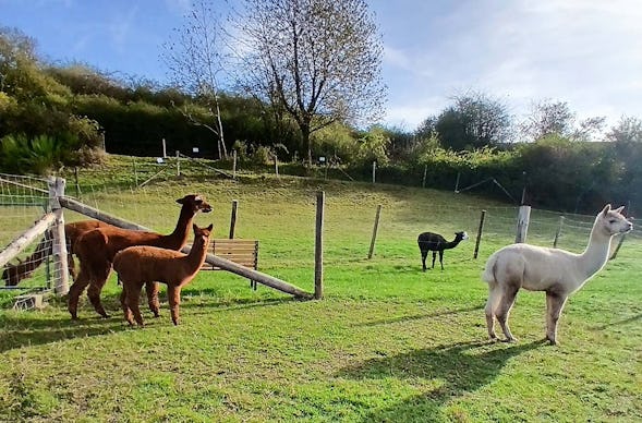 Alpakawanderung Plütscheid (2 Std.)
