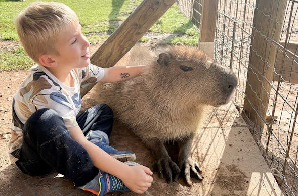 Capybara streicheln Wulften für 2