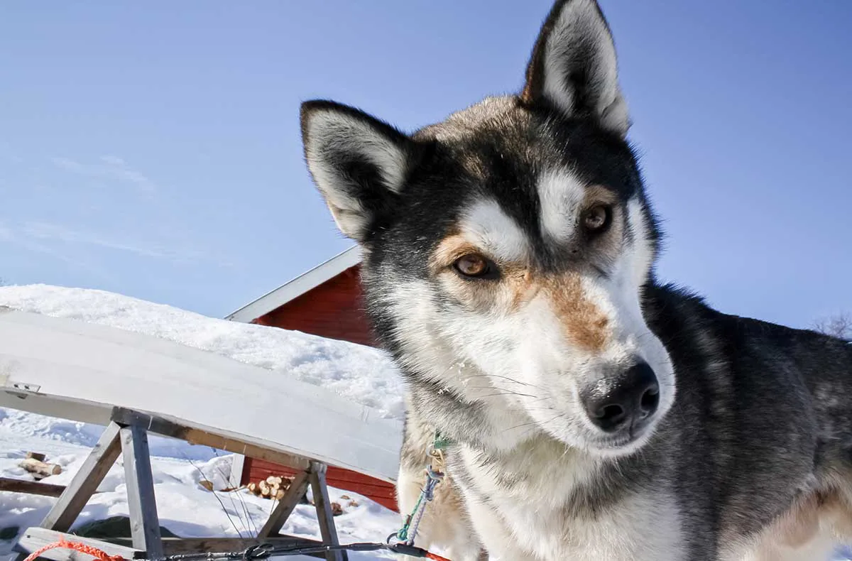 Eisbrecherabenteuer am bottnischen Meerbusen für 2 (3 Nächte) - 8