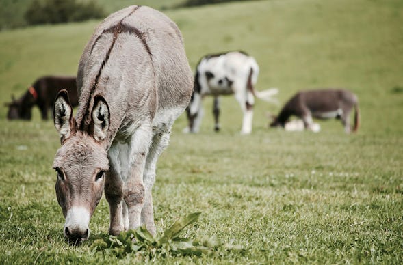 Eselwanderung für 2 Bad Doberan