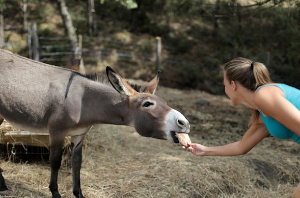 Eselwanderung für 2 Hirschburg