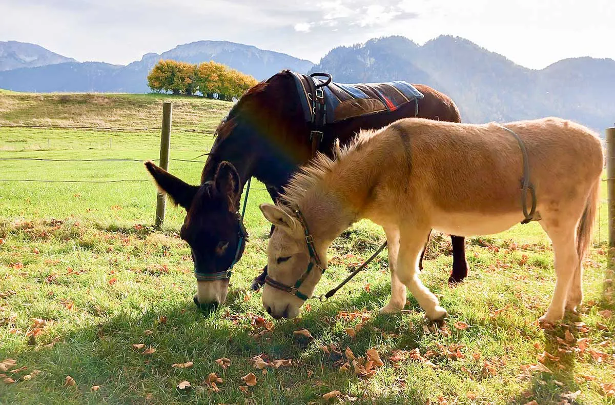 Eselwanderung für 2 Pfronten - 6
