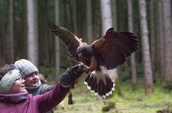 Falkner Erlebnis Streitheim