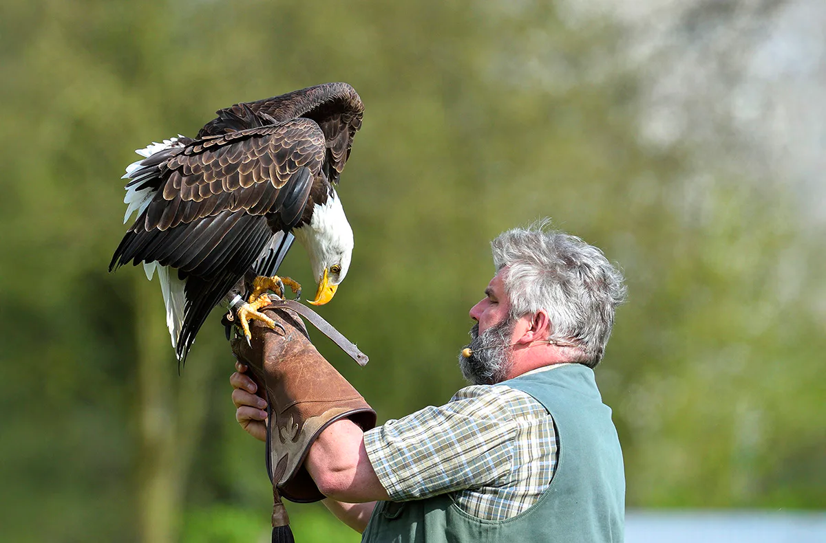 Falkner für einen Tag Riedenburg (Weißkopfseeadler) - 1