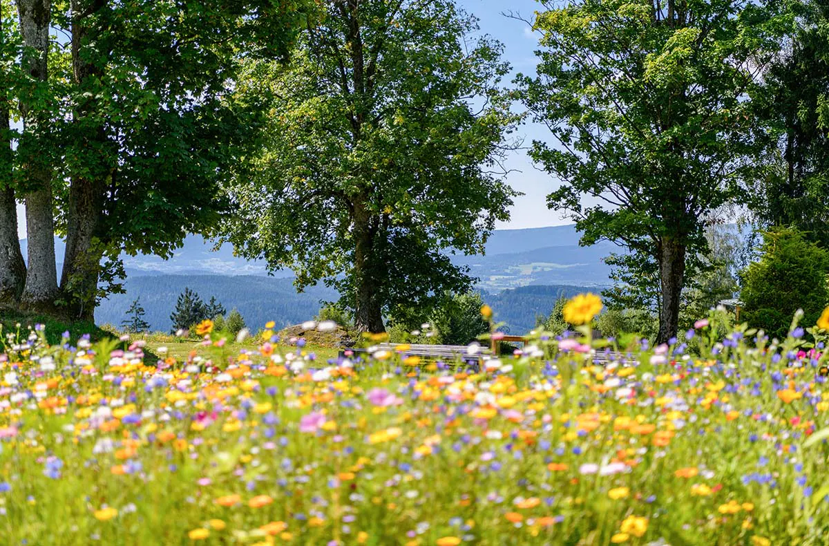 Familienurlaub im Bayerischen Wald in Bodenmais (2 Nächte) - 7