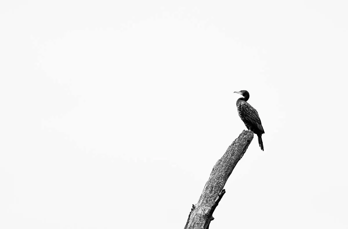 Fotografie Kurs Ammersee (Vögel und Natur) - 6