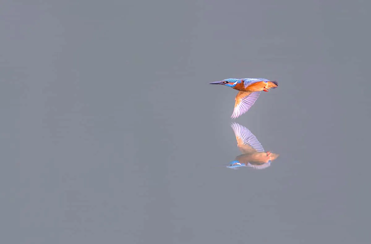 Fotografie Kurs Ammersee (Vögel und Natur) - 7