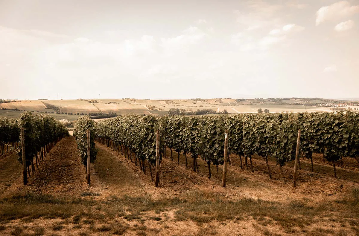 Genussurlaub Rheinhessen für 2 (2 Nächte) - 9