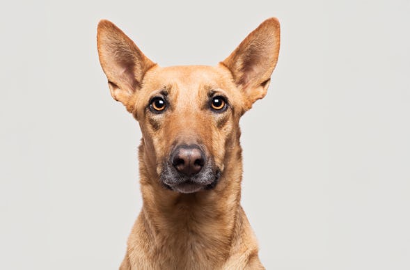 Haustier Fotoshooting Düsseldorf