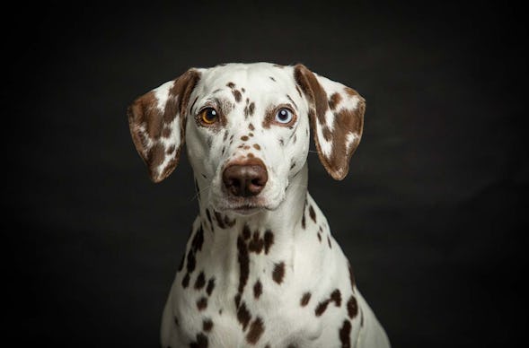 Hunde Fotoshooting Seevetal